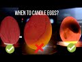 When To Candle Chicken Eggs What Is A Red Ring