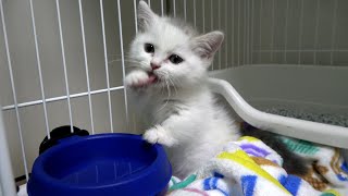 水遊びしてしまう仔猫