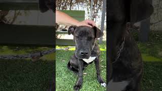 Video preview image #1 Plott Hound-Unknown Mix Puppy For Sale in Pasadena, CA, USA