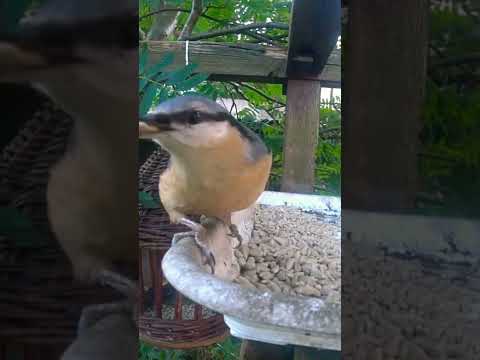 KOWALIK ZWYCZAJNY - COMMON NUTHATCH 🐦 Bardzo blisko / piękny 👀 #shorts