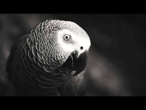 Maurice Aymard & Yetta - El Duelo [Original Mix]