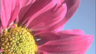 Pretty Pretty Star - Billiy Corgan - The Future Embrace