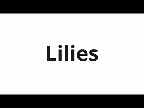 How to pronounce Lilies