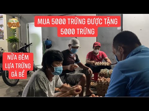 Nửa đêm cả xóm thức lựa trứng gà, Khương Dừa xót khi thấy trứng bể quá nhiều làm sao trao bà con