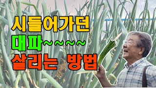 싱싱한 대파 대박 ! 겨울철 하우스에서열선으로 대파보관하기 / 대파보관방법
