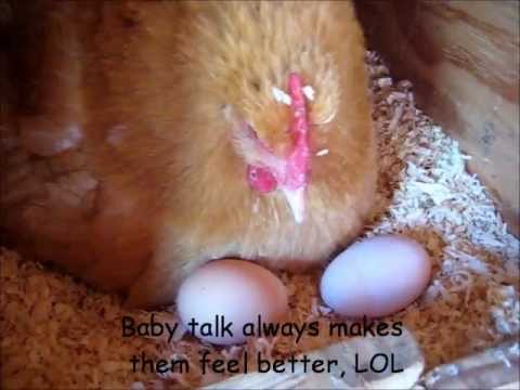 Feeding Chickens Alfalfa Hay