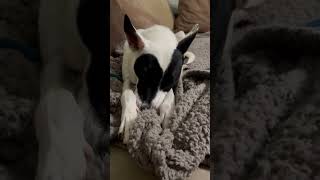 Video preview image #1 Mutt Puppy For Sale in Rockaway, NJ, USA