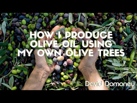 From Tree To Table: My Journey Of Making Olive Oil From Scratch!