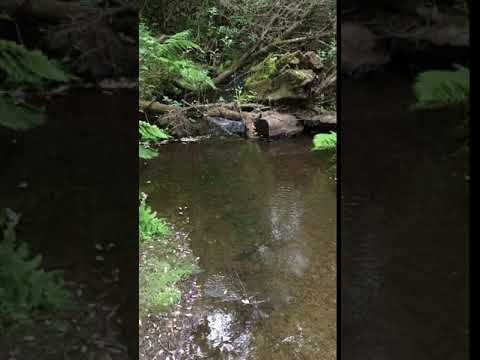 Stream in campground. 