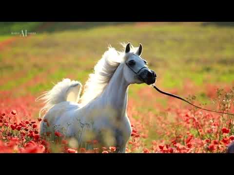 🌹 BAVIERA HVP 🌹 (MARWAN AL SHAQAB x HB BESSOLEA), 2012 Mare