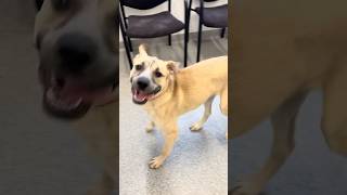 Video preview image #1 Black Mouth Cur-Unknown Mix Puppy For Sale in Huntley, IL, USA