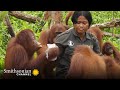 A Cheeky Orangutan Can Be Sneaky 🍼 Orangutan Jungle School | Smithsonian Channel