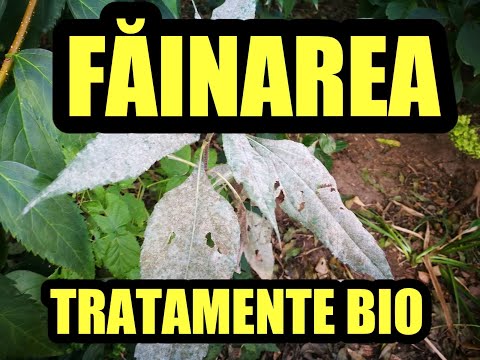, title : 'Fainarea - scapati de praful alb de pe frunze prin metode bio'