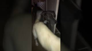 Alaskan Husky Puppies Videos