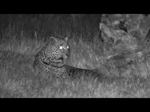 Djuma: Hosana being a bit playful - 00:17 - 08/05/18