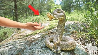 These Are The Most DANGEROUS Animals In The United States...