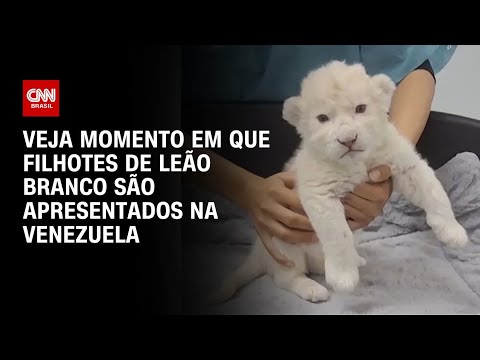 Filhotes de leão branco são apresentados em zoológico na Venezuela | CNN BRASIL