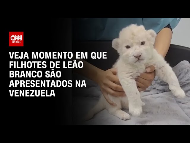 Filhotes de leão branco são apresentados em zoológico na Venezuela | CNN BRASIL