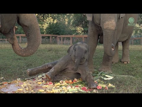 Jumbo Cake Become A Playground For Baby Elephant Wan Mai - ElephantNews