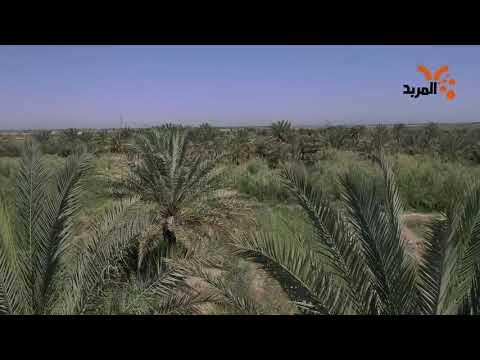 شاهد بالفيديو.. موسيقى الطبيعة تعزف على أوتار النفوس فتلهمها بهجة #المربد