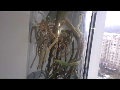 Vanda Roots Watering