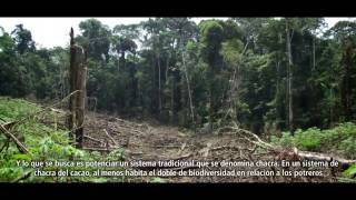 Un bosque de oportunidades en Ecuador