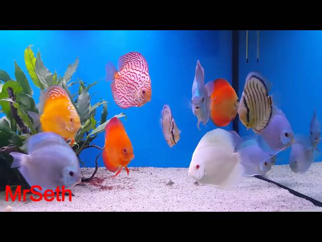 Beautiful Discus Fish 2016