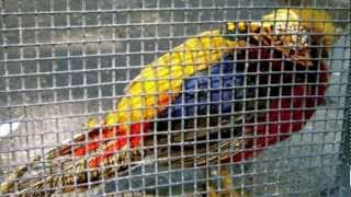 Nina Simone - I wish I knew how it would feel to be free