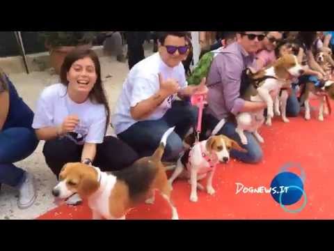 We are happy from Beagle Bari