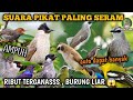 Suara Pikat Segala Jenis Burung Kecil Besar Ribut MP3 Ampuh Sedunia