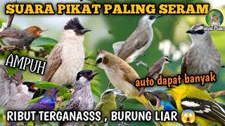 Download lagu suara pikat  segala jenis burung kecil & besar ribut 💯 MP3 ampuh sedunia ❗ mp3