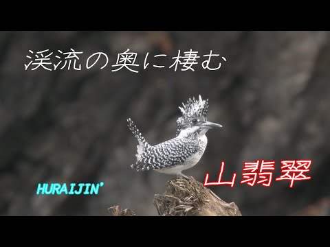 ヤマセミ（山翡翠）　2021-10月