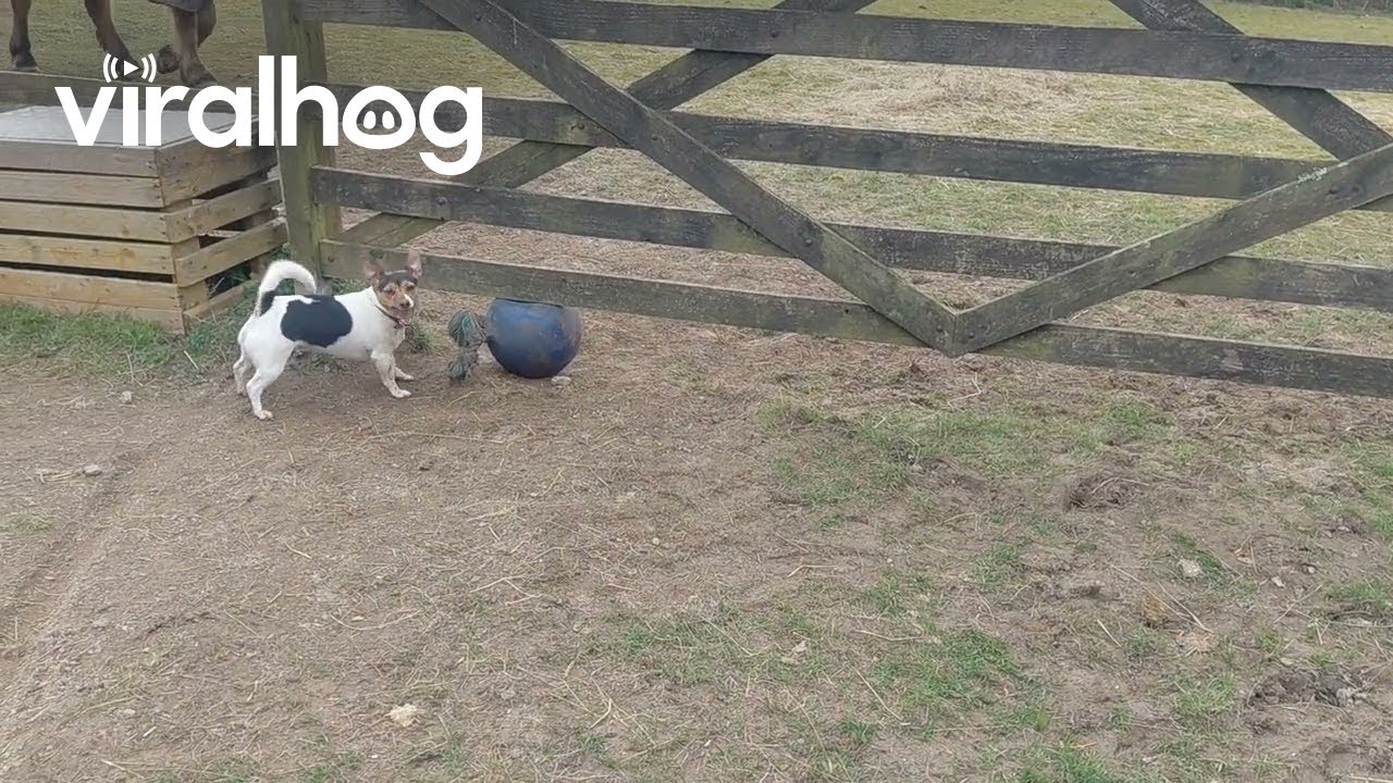 When You Can Fit Under the Gate but Your Ball Can't || ViralHog