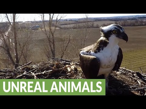 Osprey delivers fish to his mate