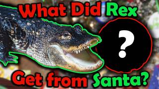 Our Reptiles open their Christmas Gifts!