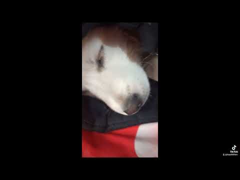 #doglover #😍😍😍😍