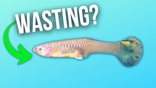 Wasting Disease in Live Bearers - Is it Always Parasites? (Case Study)