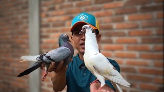 Download lagu A DOVE THIS CUTE IS ONLY 70K mp3 Download lagu A DOVE THIS CUTE IS ONLY 70K mp3