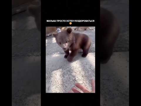 Малыш просто хотел поздороваться 🤝🫡#animallovers #respect #viral #bekind #mindset #cuteanimals