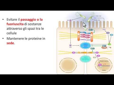 Benda colonna cervicale per il neonato Qual è la distorsione dellarticolazione del gomito