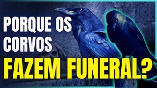 CORVOS | 5 FATOS QUE CAUSAM ESPANTO SOBRE OS CORVOS