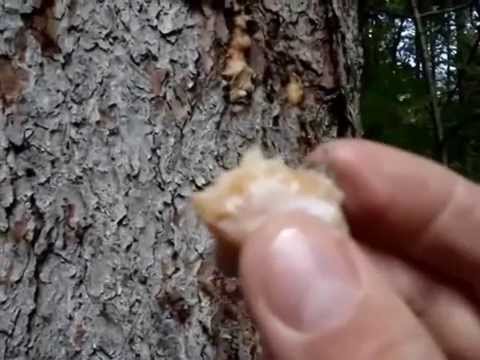 Baumharz Infos und Verwendung