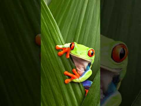 Asua Bilong Me Yet - Flames of Mele