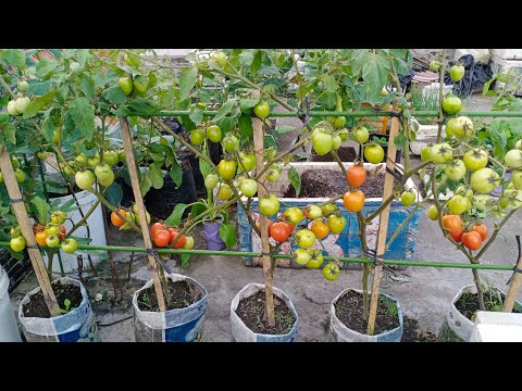 Verwenden Sie gebrauchte Säcke, um Tomaten zu Hause anzubauen