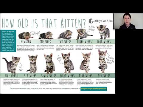 Saving the Tiniest Lives: Veterinary Care for Neonatal Kittens Webinar