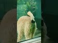 Crazy Animal Poop Funnyshorts Funny Funnyanimal Animals Foryou Dog