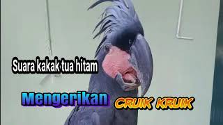 Download lagu suara kakak tua hitam unik mp3