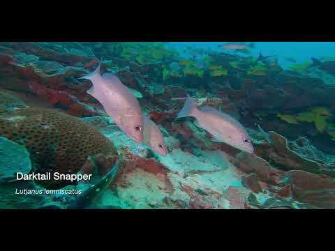 4 Snapper A - scuba diving video