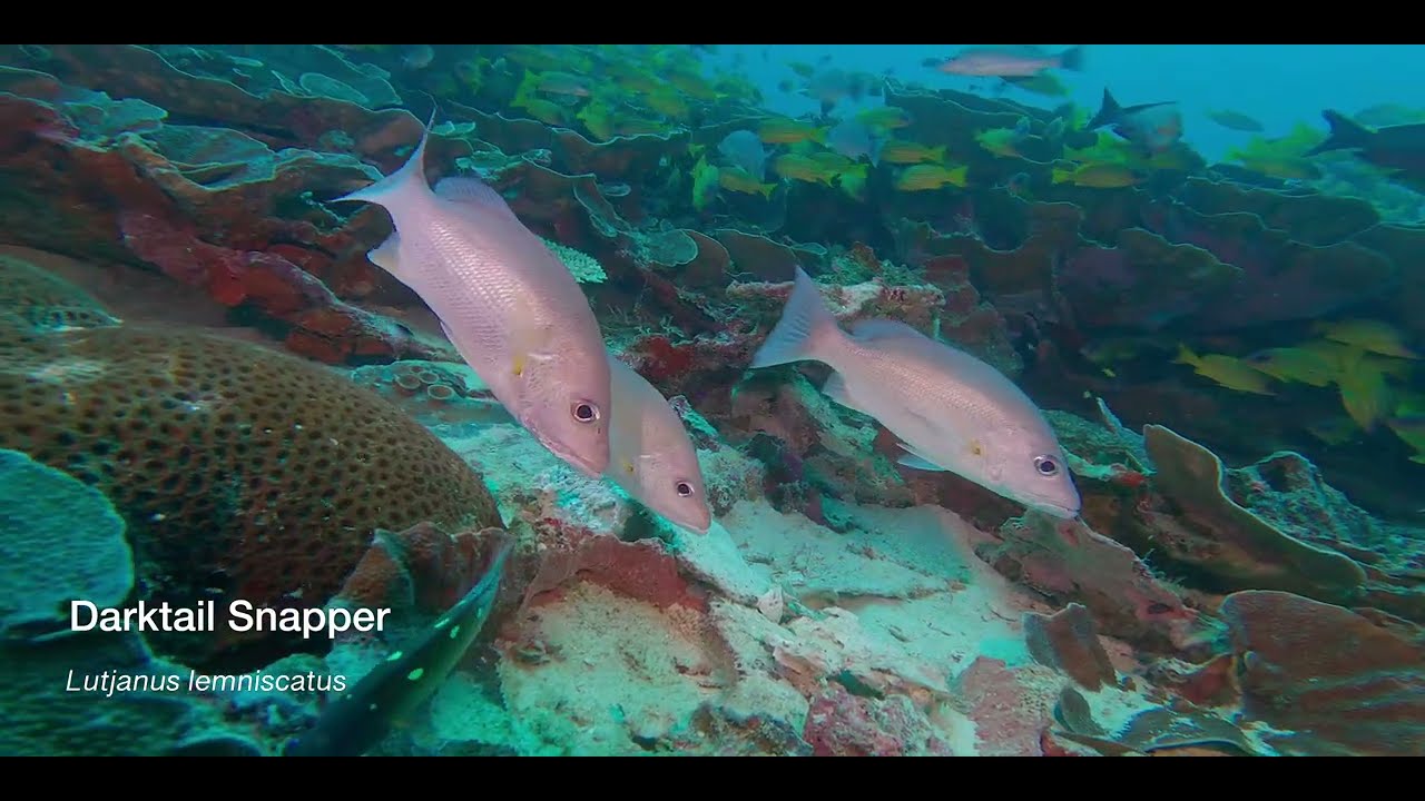 4 Snapper A