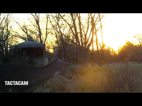 Oklahoma Whitetail sitting outside the blind!